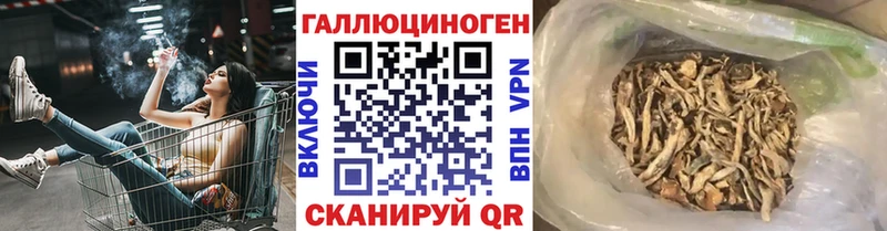 Псилоцибиновые грибы Cubensis  Гдов 
